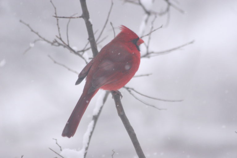 City of Merriam Woods, Missouri 4417 State Highway 176, Merriam Woods