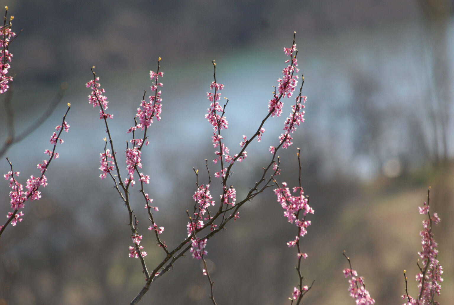 City of Merriam Woods, Missouri A Purple Heart City 4417 State